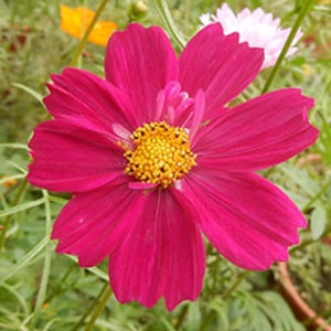 50 seeds Novelty and beautiful Rubinato Cosmos BW91009