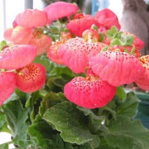 10 Rare Slipper Flower Fascination Flower Seeds EW91001-31