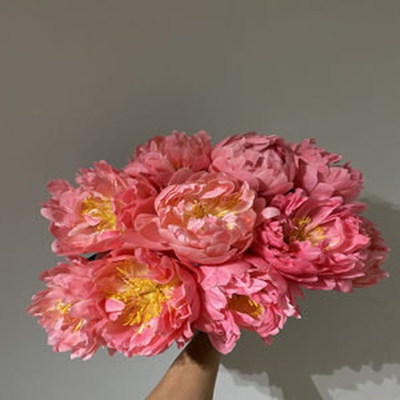 5 Coral Peony Flower Seeds BW91100 - Etsy 5 Coral Peony Flower Seeds BW91100 - Etsy
