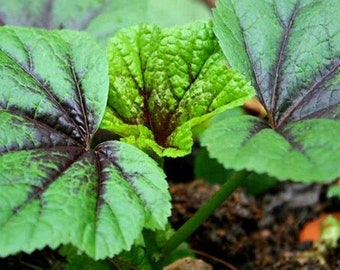 200 Chinese mallow seeds AW91015