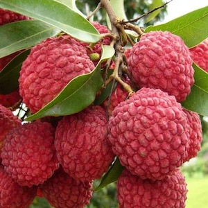 5 Litchi Chinensis Fruit Seeds TW91020