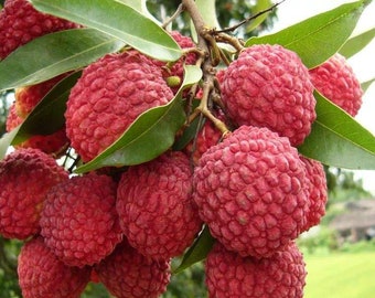 5 Litchi Chinensis Fruit Seeds TW91020