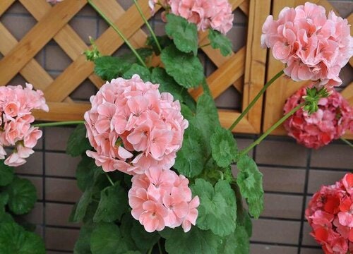 30 Geranium Seeds Pelargonium Seeds HW96205-19