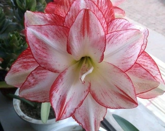 May include: A close-up of a white and red amaryllis flower in bloom. The flower has multiple petals with red stripes and is in a white pot.