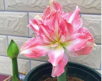 May include: A pink and white amaryllis flower in bloom, with a green stem and leaves. The flower is in a black pot with brown soil.
