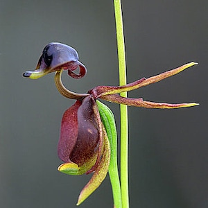 May include: A close-up of a dark purple and maroon orchid with a long, thin stem. The orchid has a unique shape, resembling a duck's head with a long, curved neck.