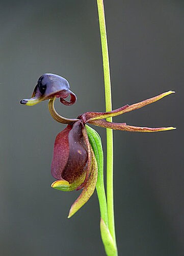 Wild Orchid［カセット］ 20pcs Flying Duck Orchid Seeds HW93014 - Etsy
