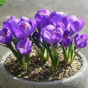 5 bulbes de crocus hollandais F8000-341 pour Crocus sativus