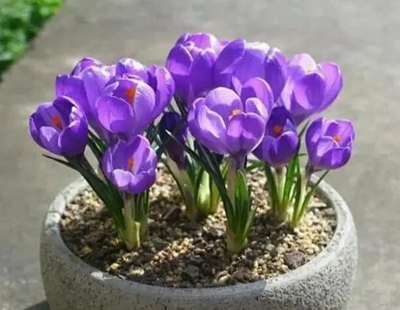 no.0040 王冠のランタン梟とBlack night flower 5 Crocus Sativus Dutch Crocus Bulbs F8000-341 - Etsy