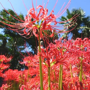 2 Red Lycoris radiata Bulbs FW95218-2