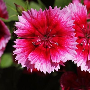 20 Dianthus chinensis Flower Seeds DW91003-20