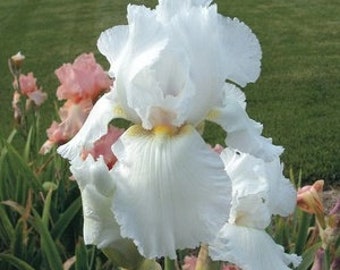 May include: A white iris flower with ruffled petals blooms in a garden setting. The flower is surrounded by green foliage and other irises in shades of pink.