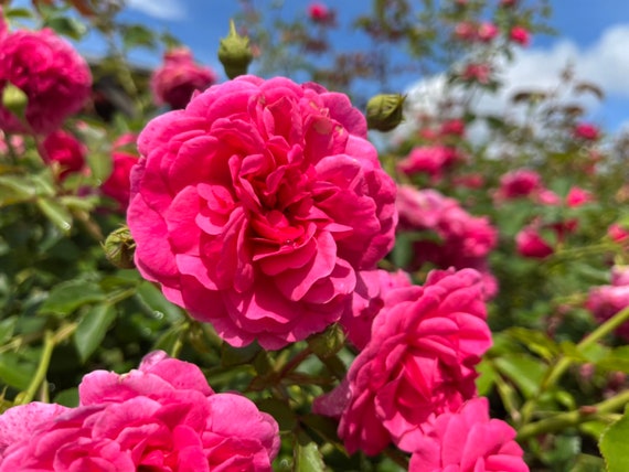 ROSE☆ROSE SPC235,Summer Fireworks 夏日花火，Shrub Rose，Non-Grafted