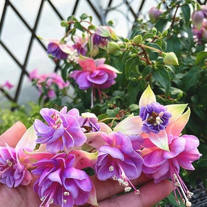 50 Fuchsia Flower Seeds FW95226-12