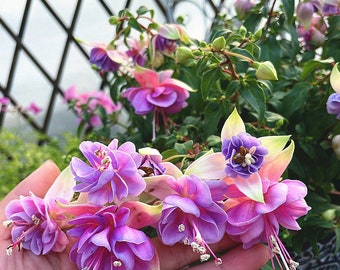 50 Fuchsia Flower Seeds FW95226-12