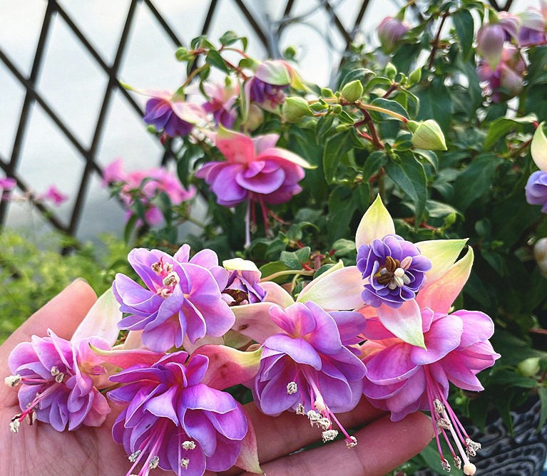 50 Fuchsia Flower Seeds FW95226-12 - Etsy Israel