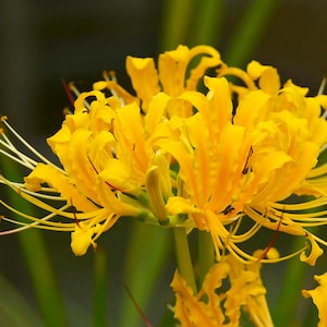 2 Lycoris radiata Bulbs GW92008