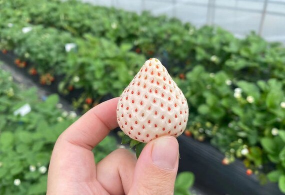 WILD STRAWBERRY 大皿5枚セット 27cm WILD STRAWBERRY 大皿5枚セット
