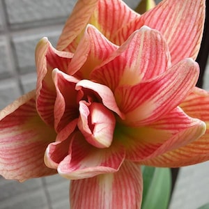 2 Amaryllis Vittata Bulbs FW95210-51