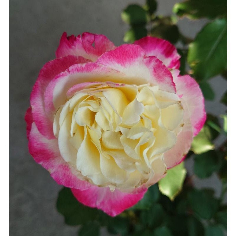 Roséページ 10 Rose Rosa Flower Seeds HW96109-517 - Etsy