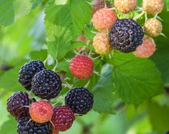 May include: Close-up of a blackberry bush with ripe blackberries, red raspberries, and yellow raspberries.