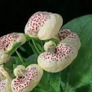 10 Rare Slipper Flower Fascination Flower Seeds EW91001-5