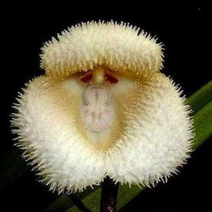 20 Orchid Seeds Rare monkey face HW93010