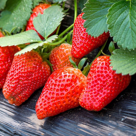ストロベリーページ 30 Sweet Strawberry Seeds FW91018 - Etsy