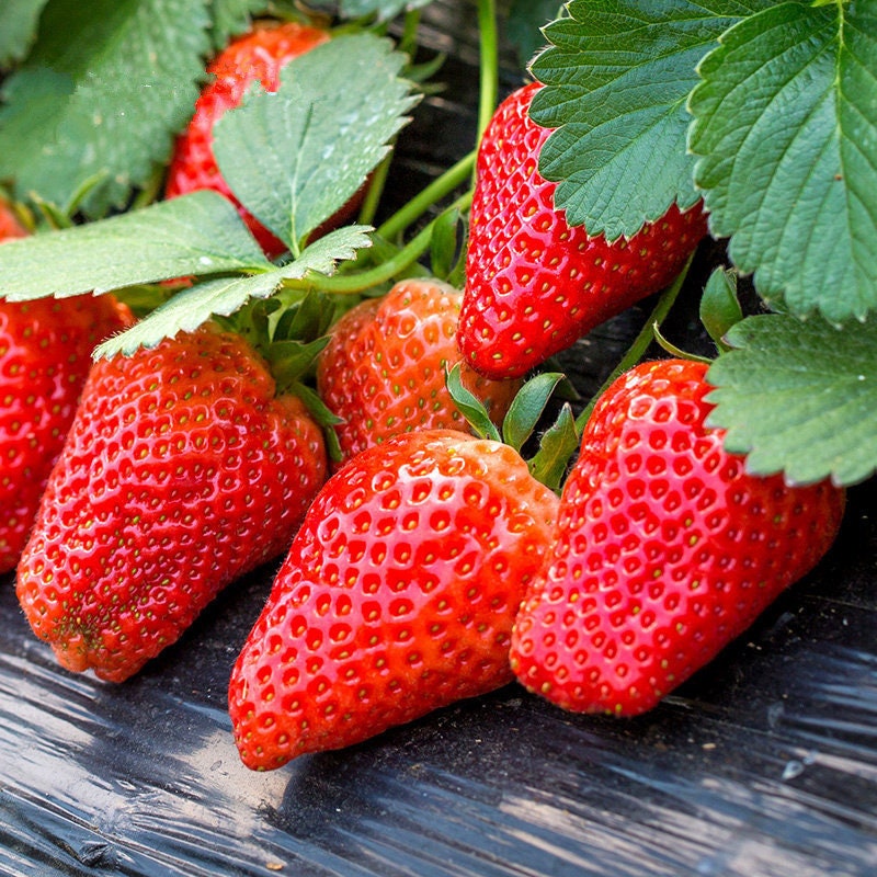 strawberryページ 30 Sweet Strawberry Seeds FW91018 - Etsy