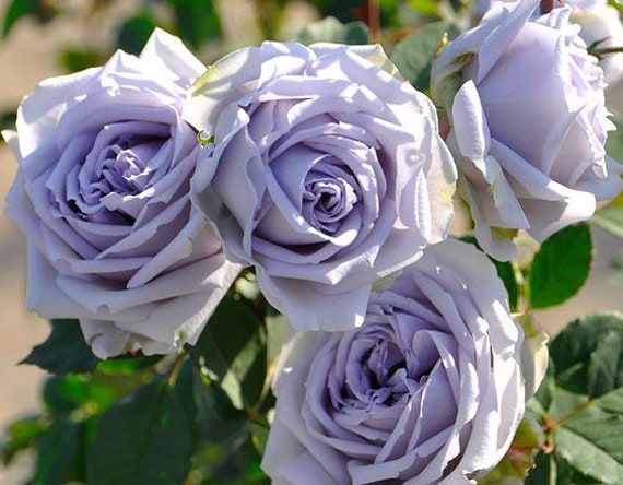 10 Rare Rose Flower Seeds BW94013-304