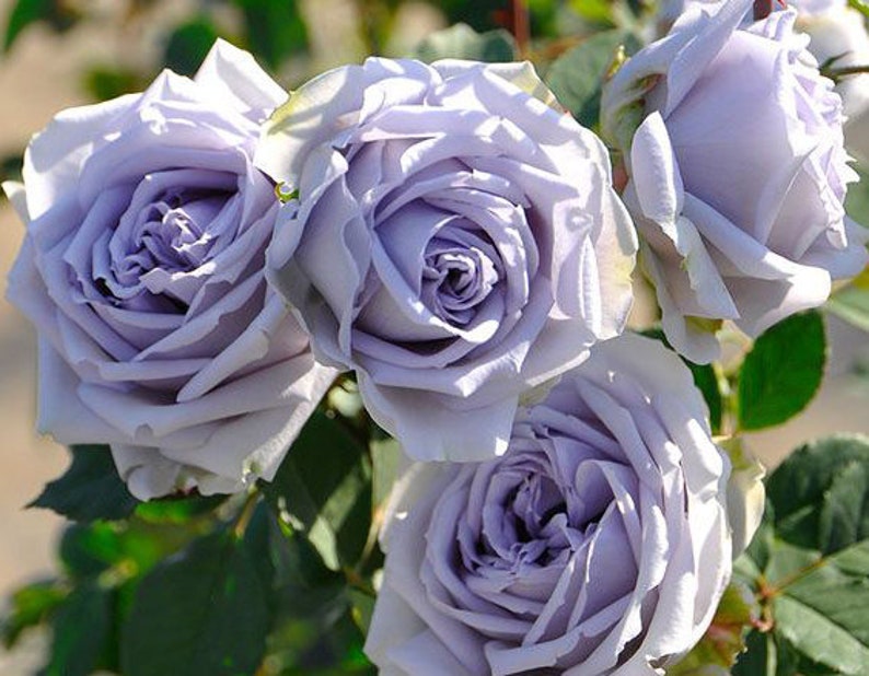 May include: A bouquet of four lavender-colored roses with soft petals. The roses are in full bloom and have a delicate, romantic appearance.
