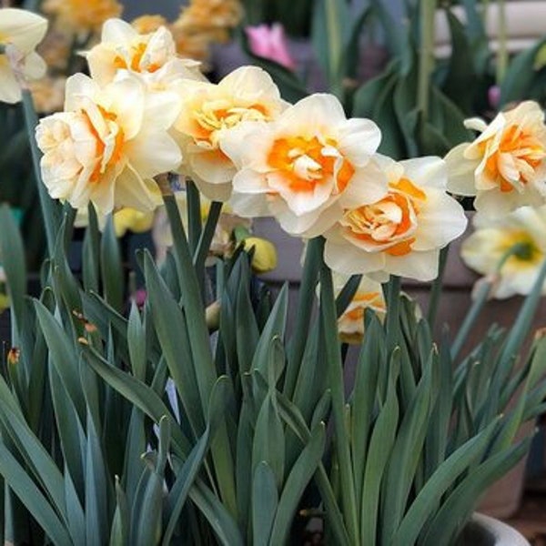 Narcissus Bulbs Etsy