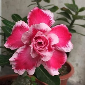 5 Rare Desert Rose Flowers Seeds FW95227-55