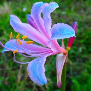 2 Lycoris radiata Bulbs FW95218-12