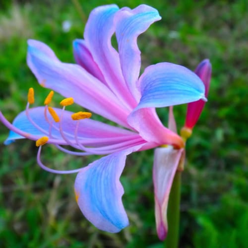 2 Lycoris Radiata Bulbs FW95218-12 - Etsy