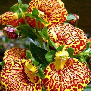 10 Rare Slipper Flower Fascination Flower Seeds EW91001-26