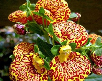 10 Rare Slipper Flower Fascination Flower Seeds EW91001-26