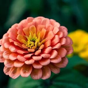 50 Zinnia Flower Seeds BW91011-8