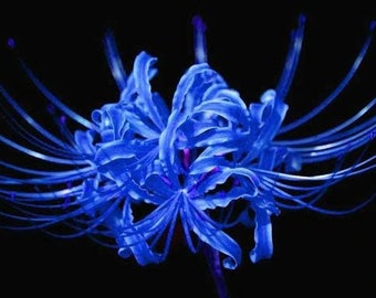 2 Blue  Lycoris radiata Bulbs FW95218-4