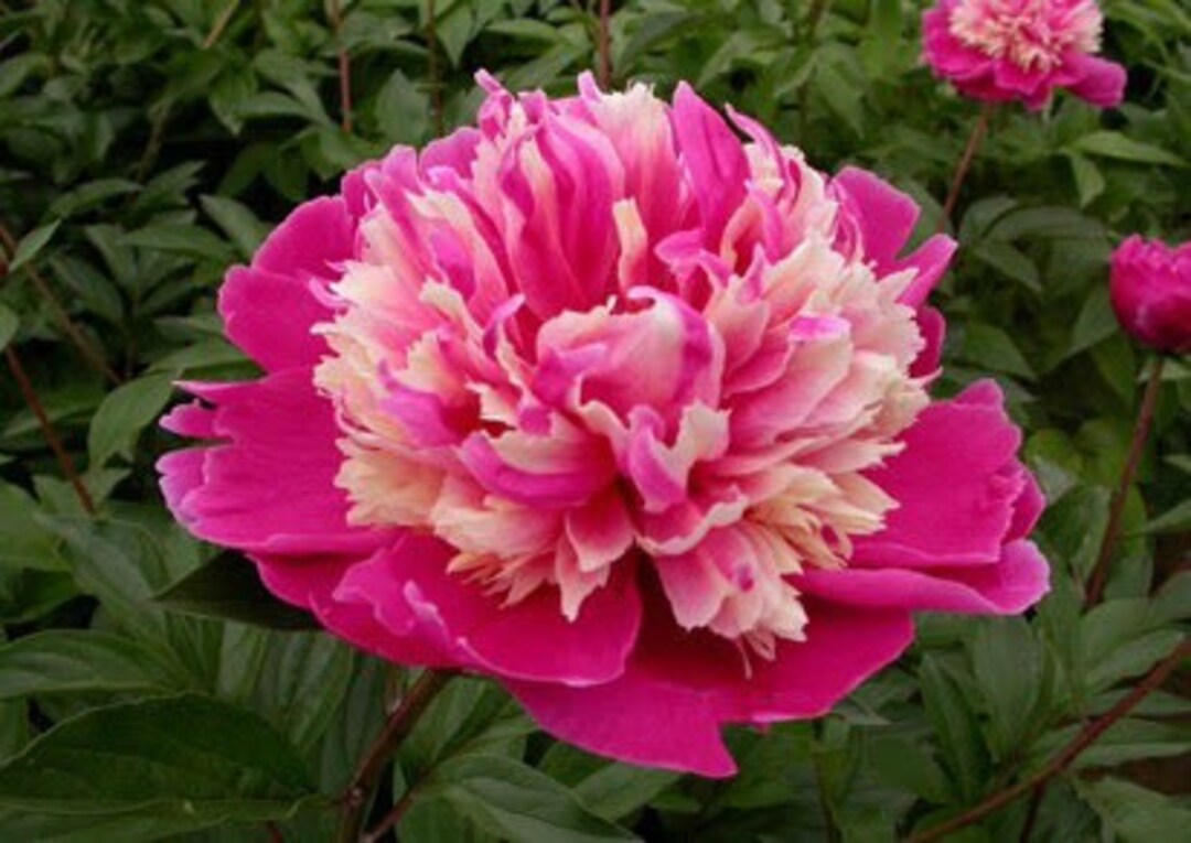5 Peony Flower Seeds BW991010-130 - Etsy