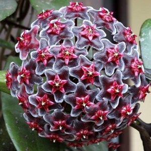50 Hoya Ilagiorum starter flower seeds HW8000-25