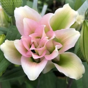 2 Rose Lily Flower Bulbs F5213-52