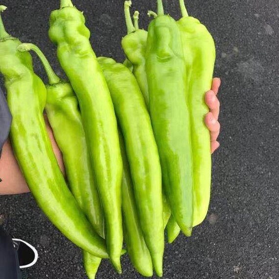 20 Large Chili Pepper Seeds AW95359 - Etsy
