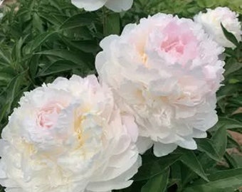 May include: Three white peonies with pink centers in full bloom. The peonies are surrounded by green leaves.