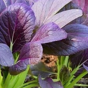 100 Purple Chinese Cabbage Chinese Baby Bok Choy Seeds AW98108