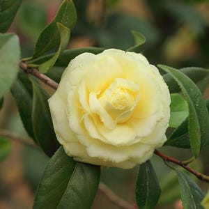 5pcs Camellia flower seeds HW96009-937