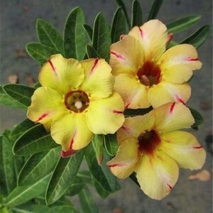 5 Rare Desert Rose Flowers Seeds FW95227-390