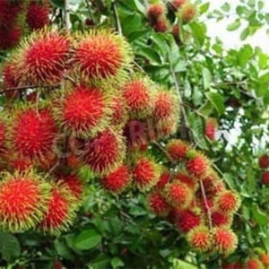 5 Rambutan seeds HW94003