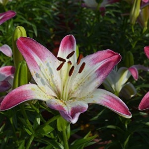 2 Rose Lily Flower Bulbs F5213-39
