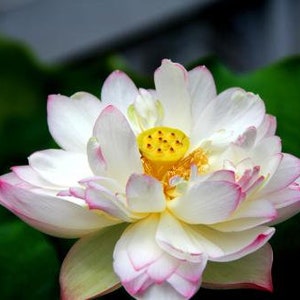 4 Lotus Seeds Water Lily Flower Seeds BW91084-5